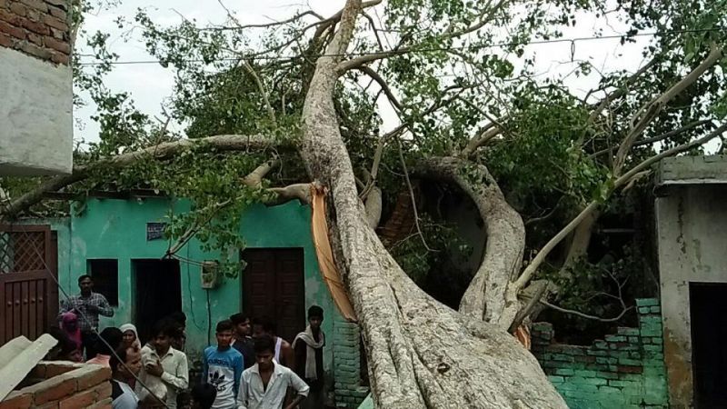 A tree that fell down during the dust storm