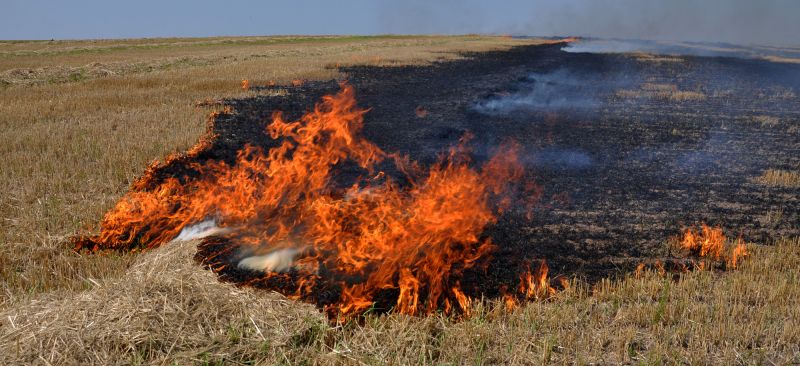 Stubble Burning