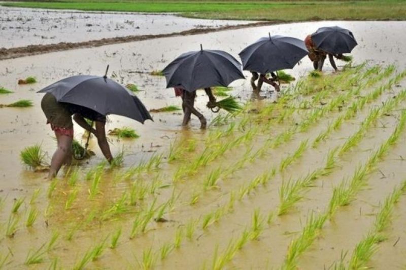 Heavy rains in UP boosts kharif sowing