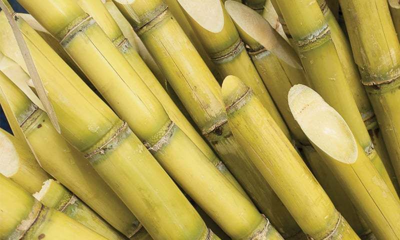 Payment of Rs. 284 crores made to sugarcane farmers