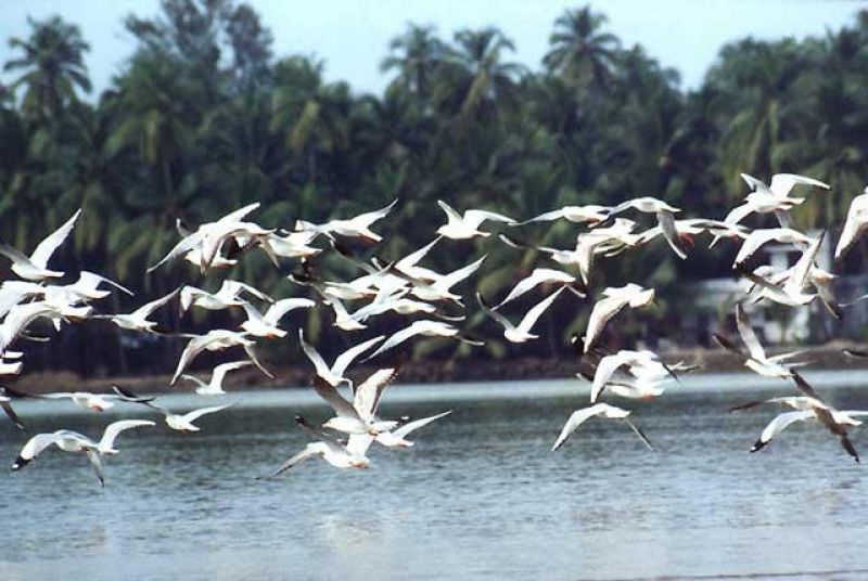 The winged species visit the park in thousands during this time of the year