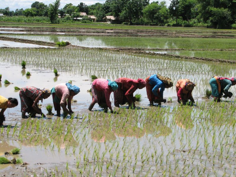 paddy saplings before June 20