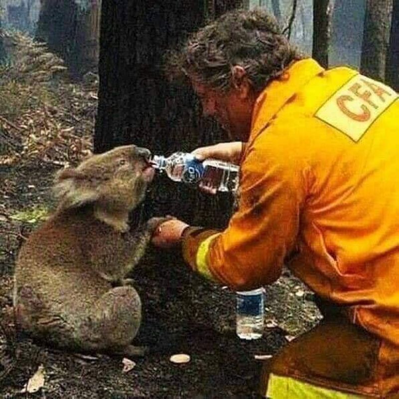 Bushfires destroy Australian wildlife