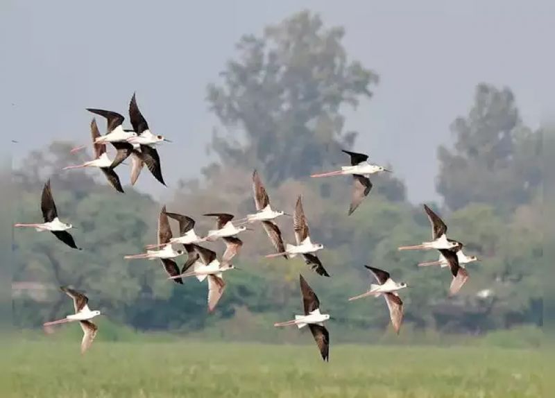 Dudhwa’s Jhadi Tal to be developed as Sarus habitat