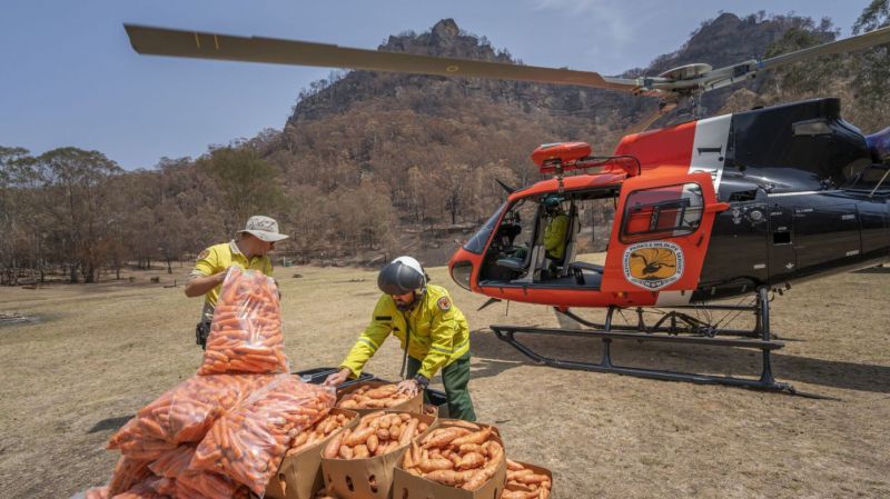 Animal eating food dropped by helicopters amid Australian bushfires 