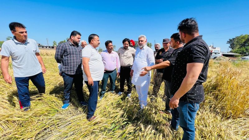 Punjab Cabinet Minister Lal Chand Kataruchakk Reviews Crops Damaged due to Unseasonal Rain in Villages Kanwan and Thakurpur of Bhoa 