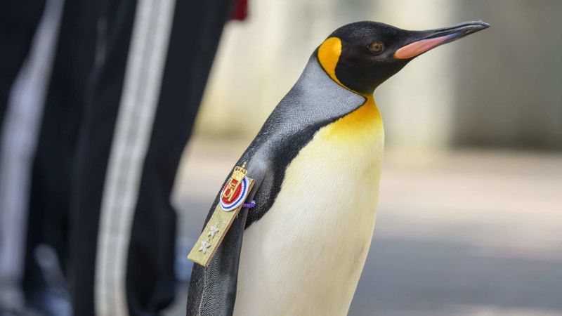 Penguin Named "Sir Nils" joined the Norwegian Army, Holds the 3rd Highest Rank 
