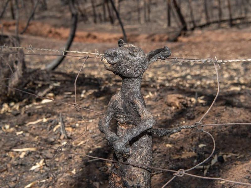 Bushfires destroy Australian wildlife
