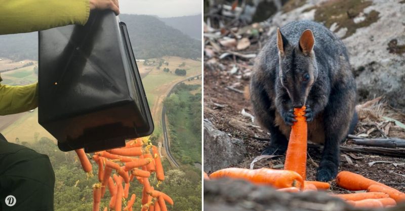 Animal eating food dropped by helicopters amid Australian bushfires 