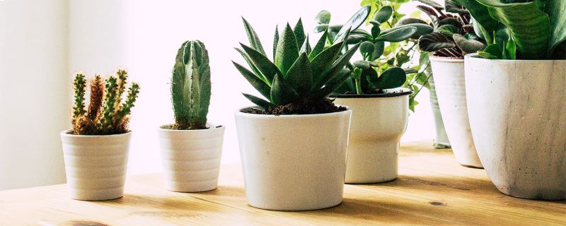 Give Unique look to your home with plants 