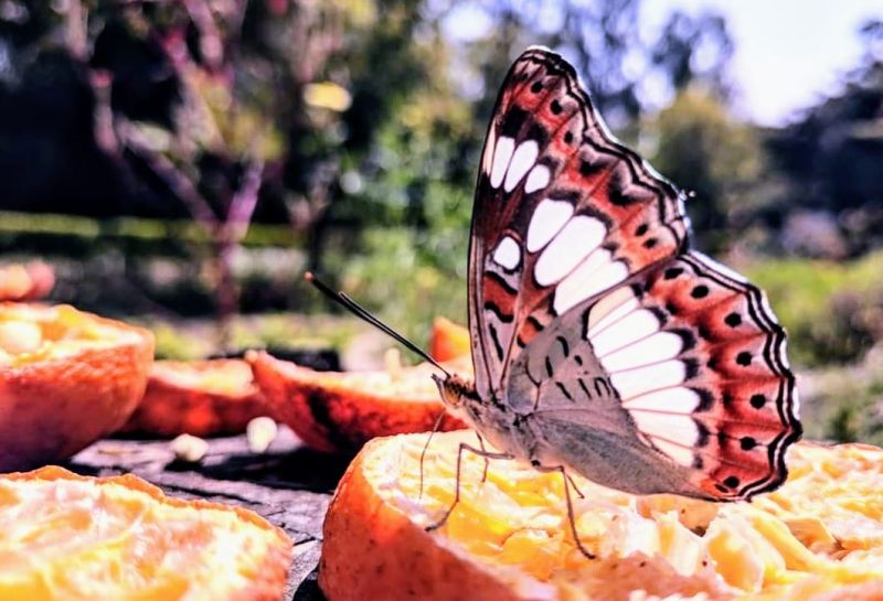 WILDLIFE WEEK - 2021 AT SUKHNA LAKE 