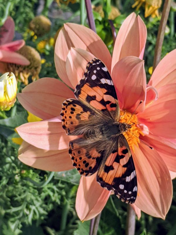 WILDLIFE WEEK - 2021 AT SUKHNA LAKE 