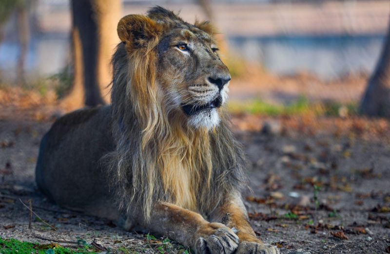 Lions & Tigers Transferred from Gujarat, Tamil Nadu to Jammu and Kashmir's Jambo Zoo
