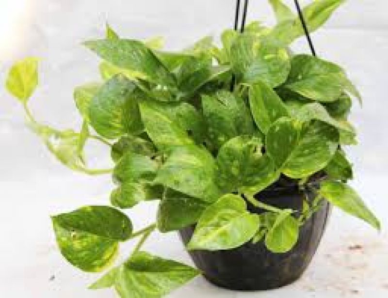 Give Unique look to your home with plants 