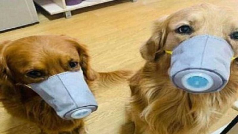 Animals are wearing coronavirus masks in China