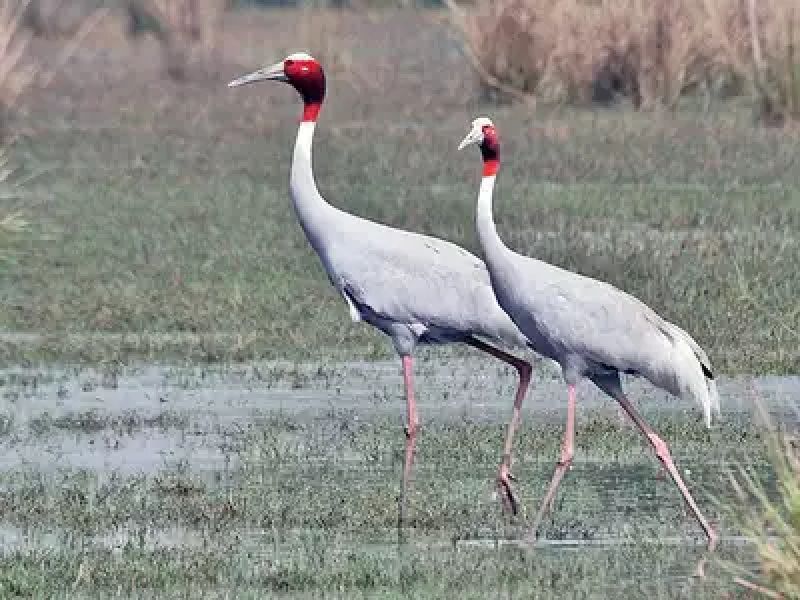 Dudhwa’s Jhadi Tal to be developed as Sarus habitat