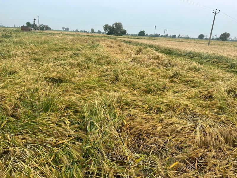 Nakodar: AAP MLA Inderjit Kaur Mann visits villages to review crops damaged due to Rain
