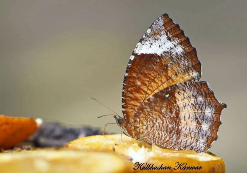 WILDLIFE WEEK - 2021 AT SUKHNA LAKE 