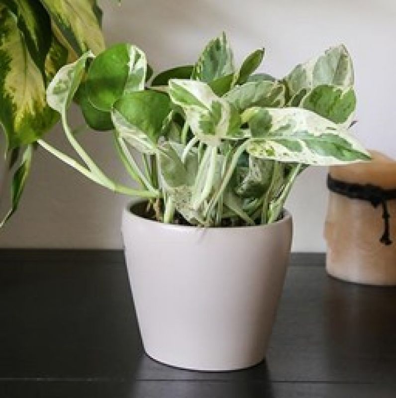 Give Unique look to your home with plants 