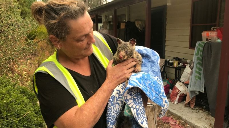 Bushfires destroy Australian wildlife