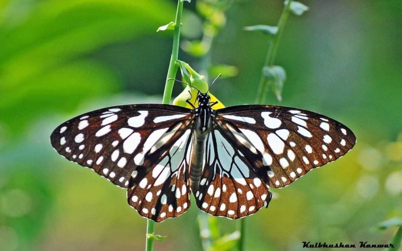 WILDLIFE WEEK - 2021 AT SUKHNA LAKE 