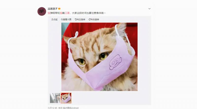 Animals are wearing coronavirus masks in China