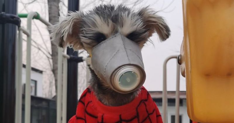 Animals are wearing coronavirus masks in China
