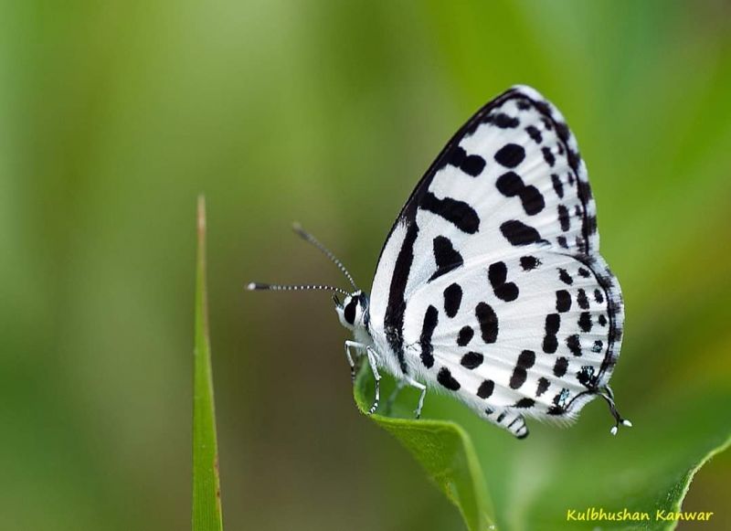 WILDLIFE WEEK - 2021 AT SUKHNA LAKE 