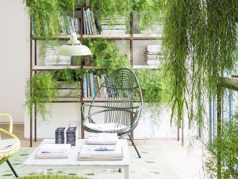 Give Unique look to your home with plants 