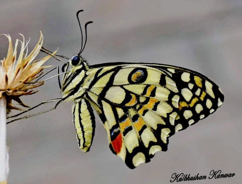 WILDLIFE WEEK - 2021 AT SUKHNA LAKE 