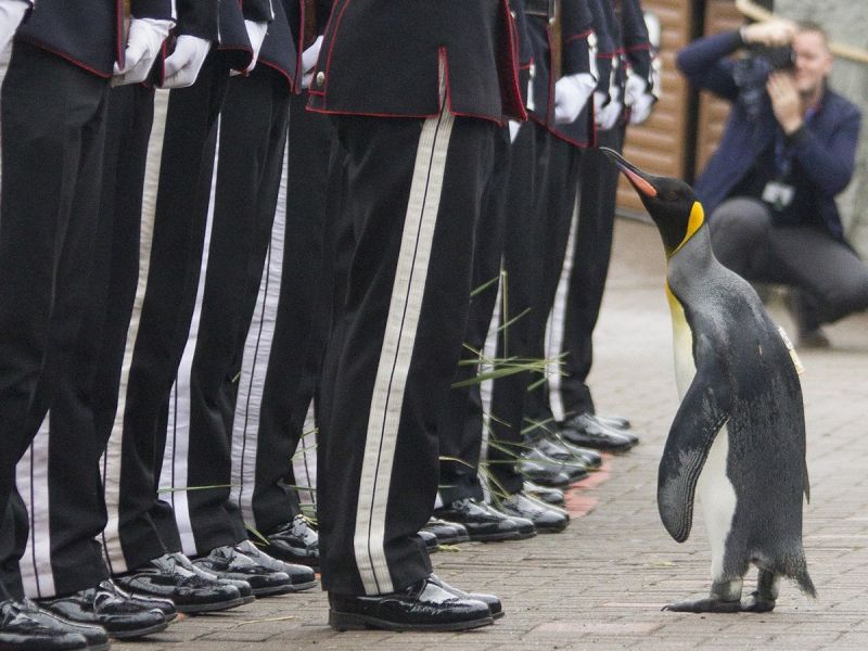 Penguin Named "Sir Nils" joined the Norwegian Army, Holds the 3rd Highest Rank 
