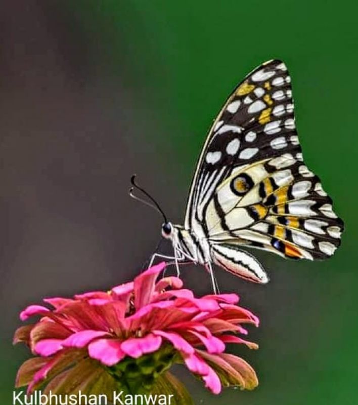 WILDLIFE WEEK - 2021 AT SUKHNA LAKE 