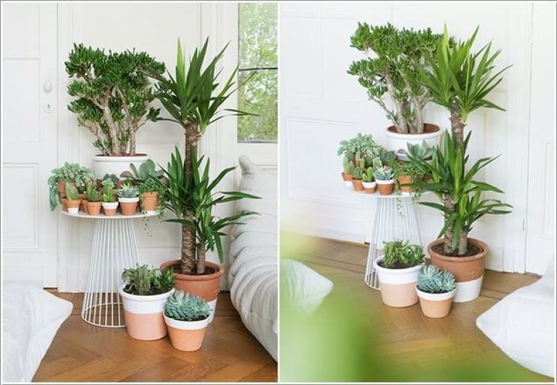 Give Unique look to your home with plants 