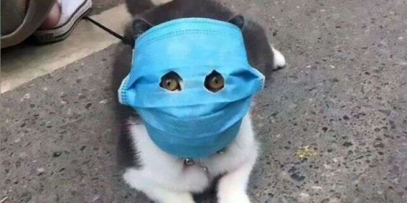 Animals are wearing coronavirus masks in China
