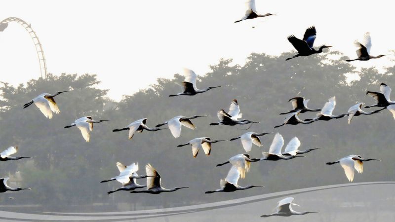 Dudhwa’s Jhadi Tal to be developed as Sarus habitat
