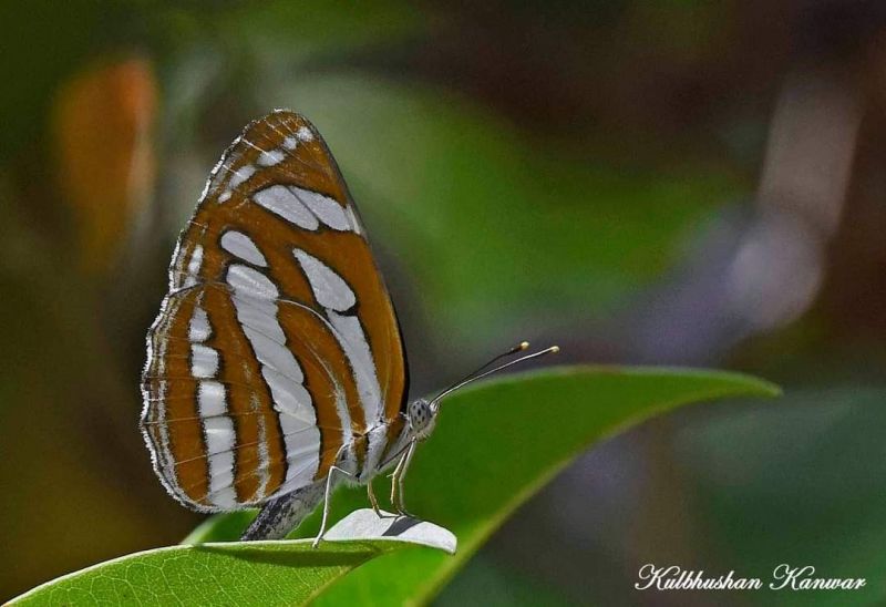 WILDLIFE WEEK - 2021 AT SUKHNA LAKE 