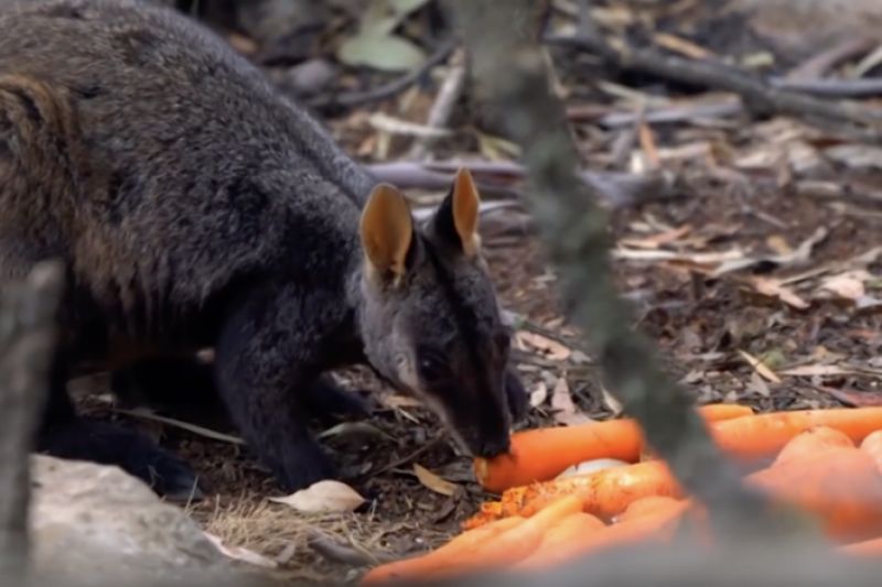 Animal eating food dropped by helicopters amid Australian bushfires 