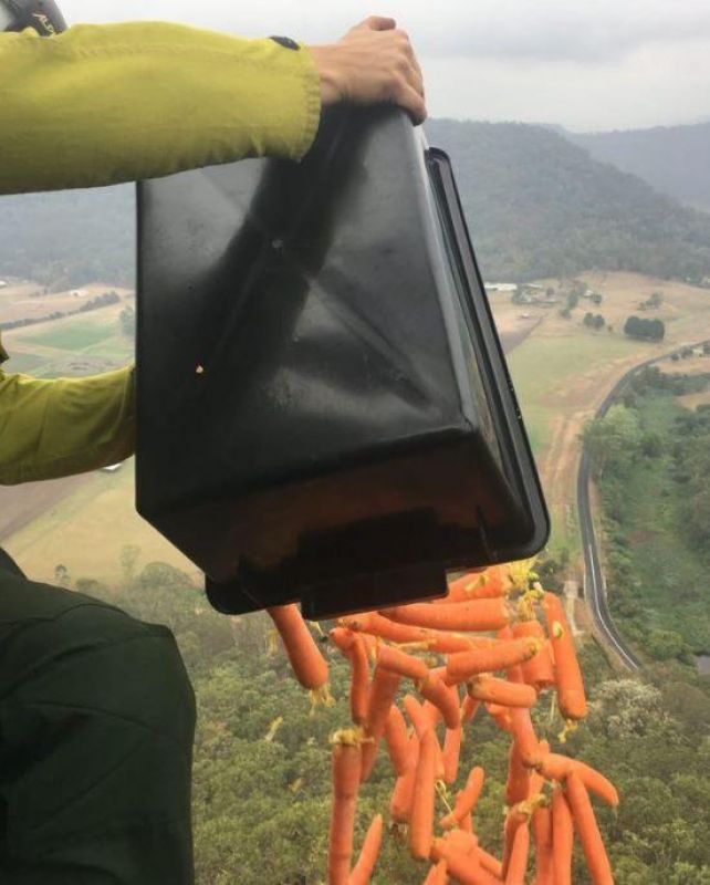 Animal eating food dropped by helicopters amid Australian bushfires 