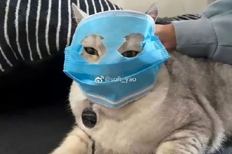 Animals are wearing coronavirus masks in China
