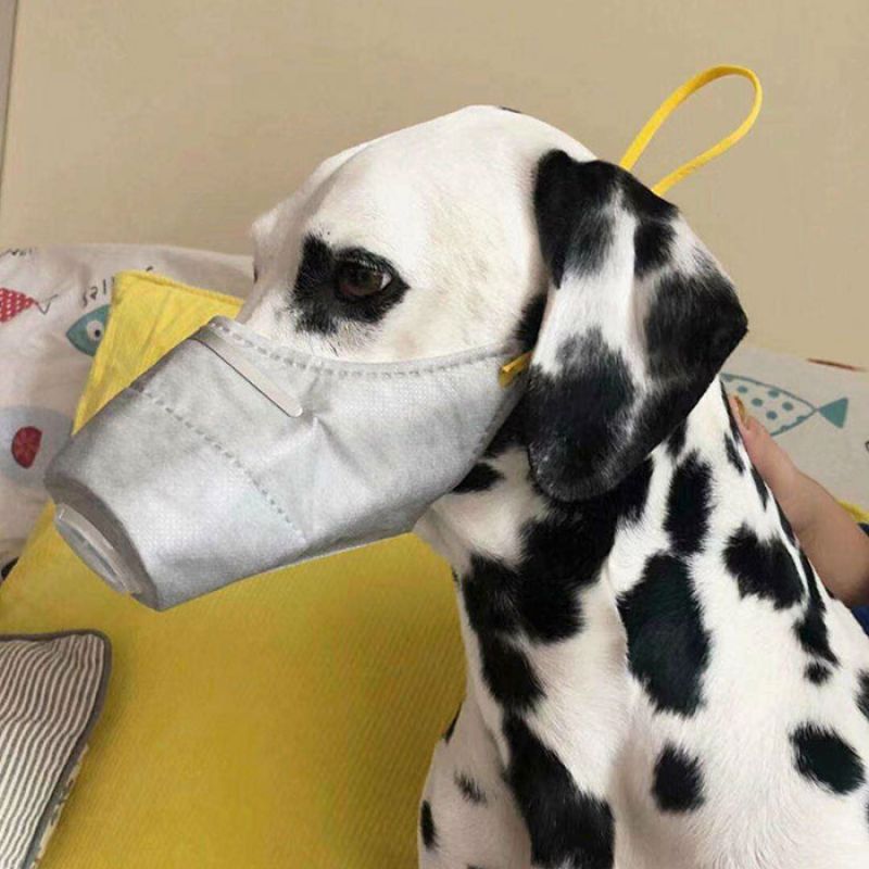 Animals are wearing coronavirus masks in China